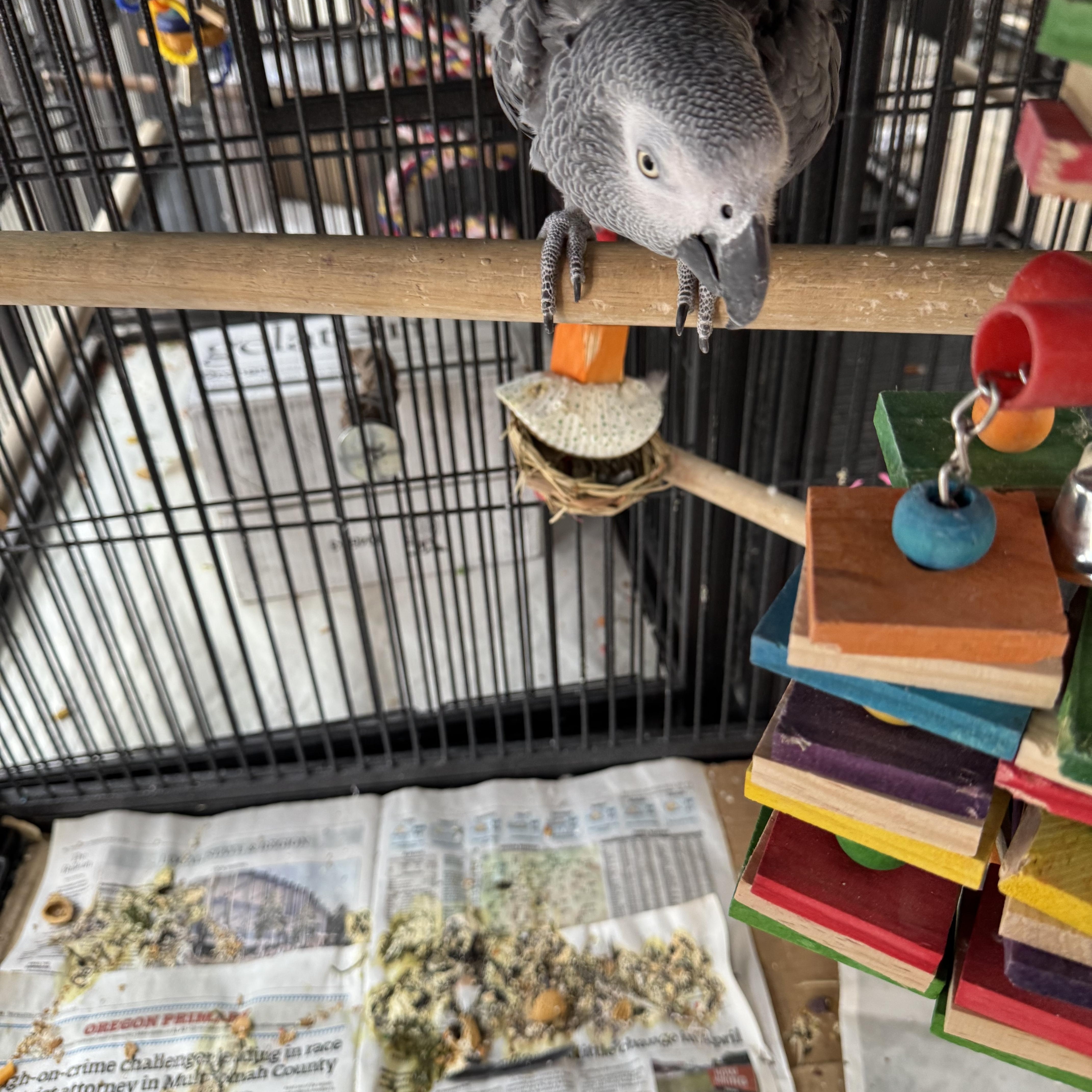 Sammy, a Adoptable African Grey in Bend, OR image 3/4