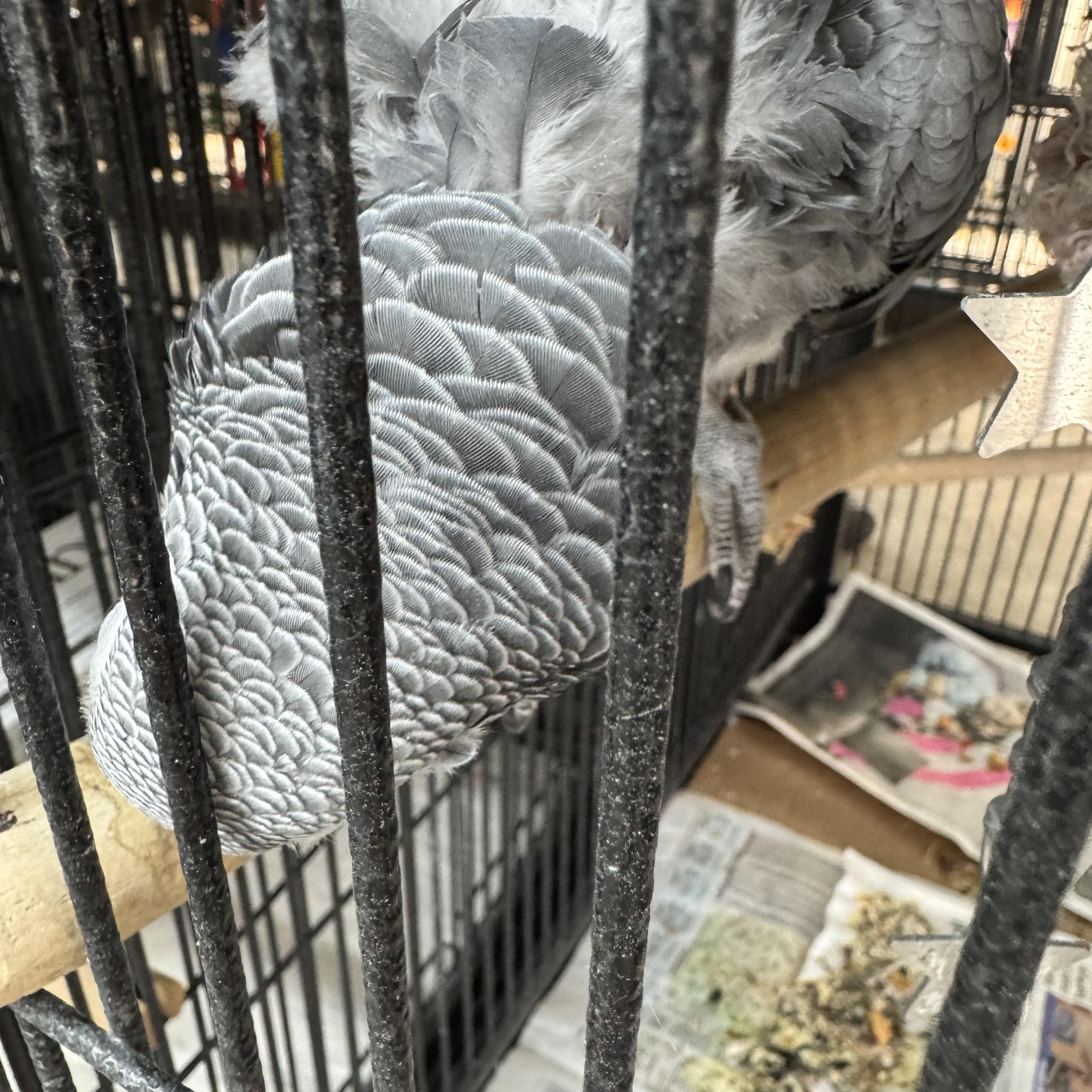 Sammy, a Adoptable African Grey in Bend, OR image 4/4