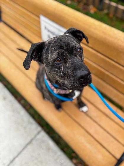 Jay Jay, Adoptable, Adult Female Mixed Breed & Mixed Breed.