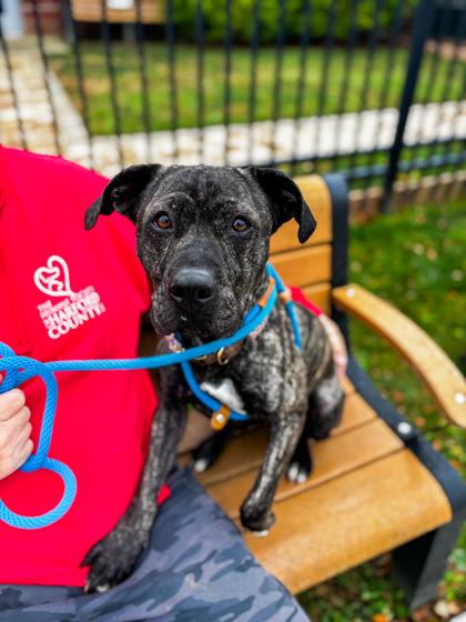 Jay Jay, a Adoptable Mixed Breed in Fallston, MD image 2/2