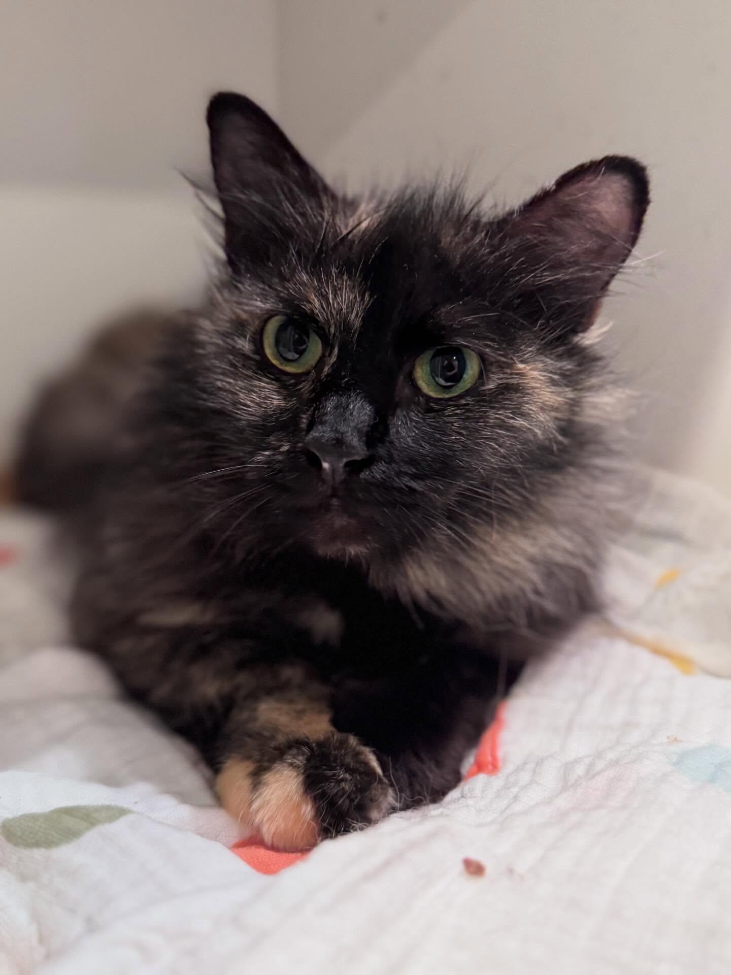 Enlarge Strawberry, a ADOPTABLE mixed breed in Levittown, PA image 2/2