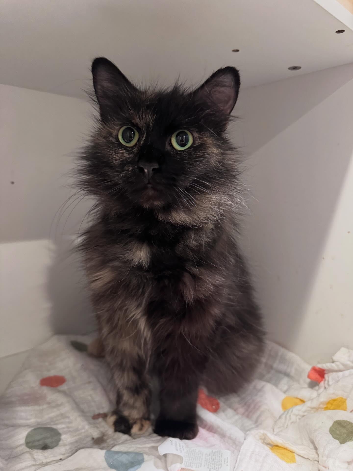 Strawberry, ADOPTABLE, Adult Female Domestic Long Hair & Manx.
