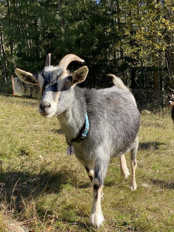 Enlarge Jayme, a Adoptable Goat in Sultan, WA image 1/2