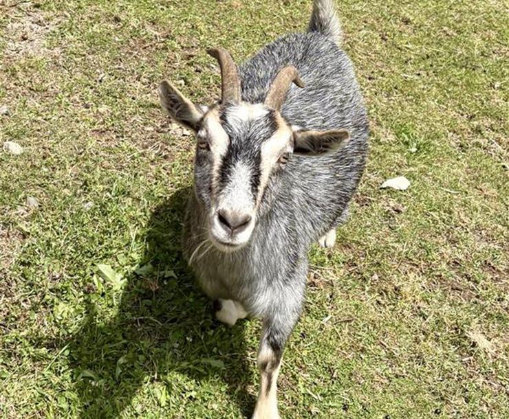Enlarge Jayme, a Adoptable Goat in Sultan, WA image 2/2