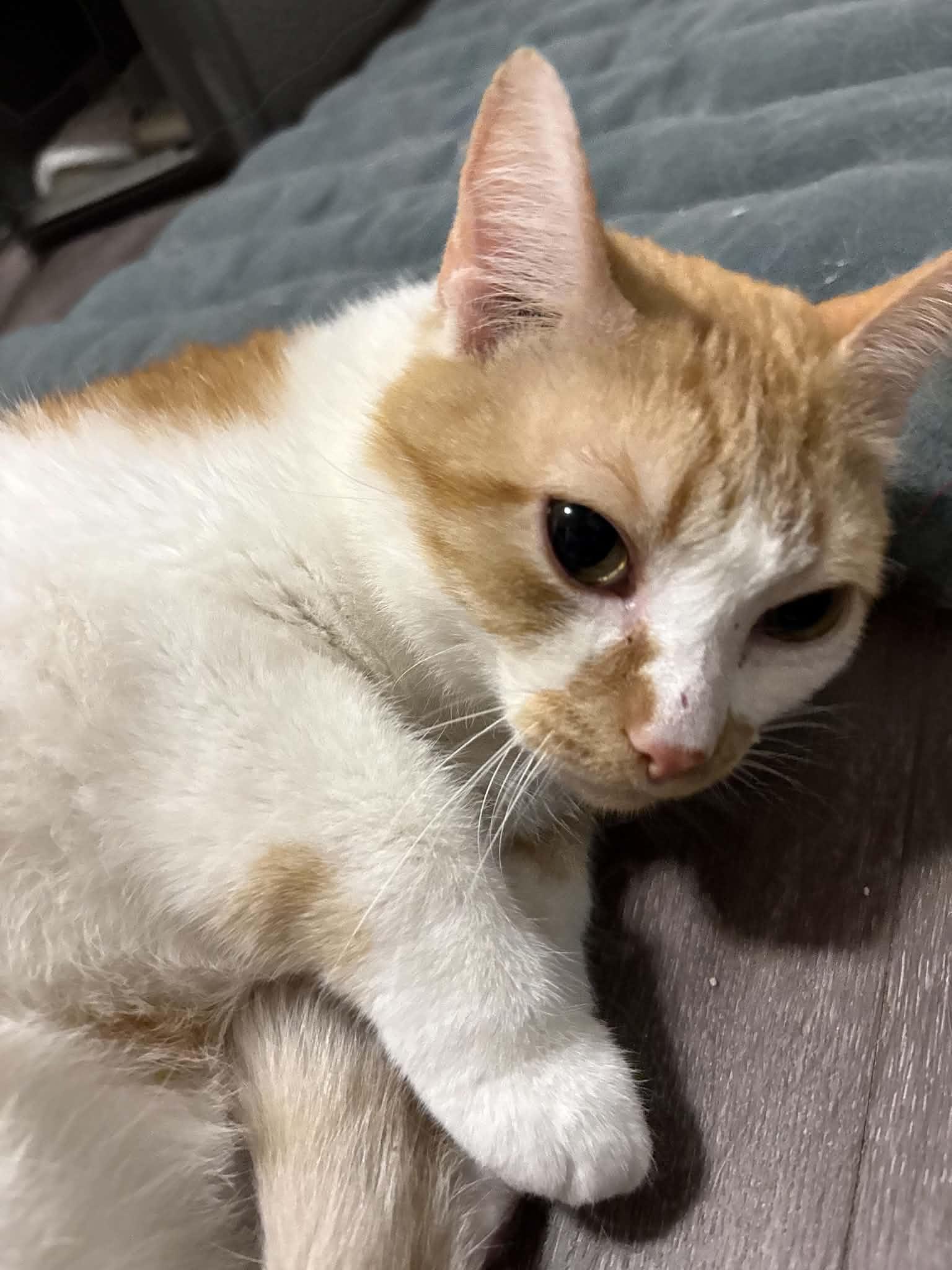Popeye - sweet little lap cat, ADOPTABLE, Adult Male Domestic Short Hair.