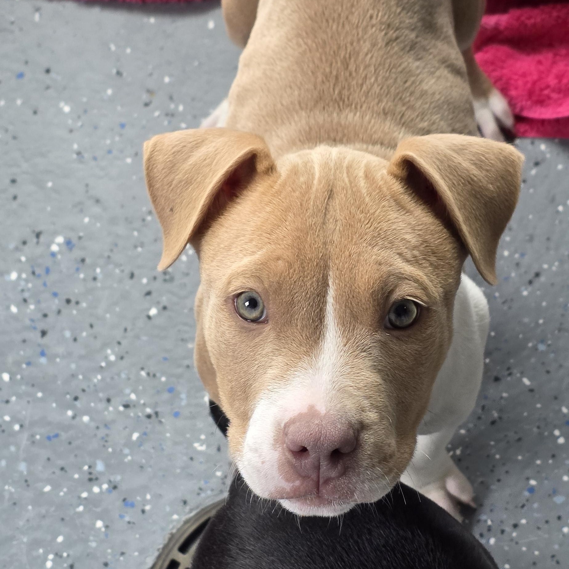 Miss, an adoptable American Bulldog in Polson, MT, 59860 | Photo Image 1