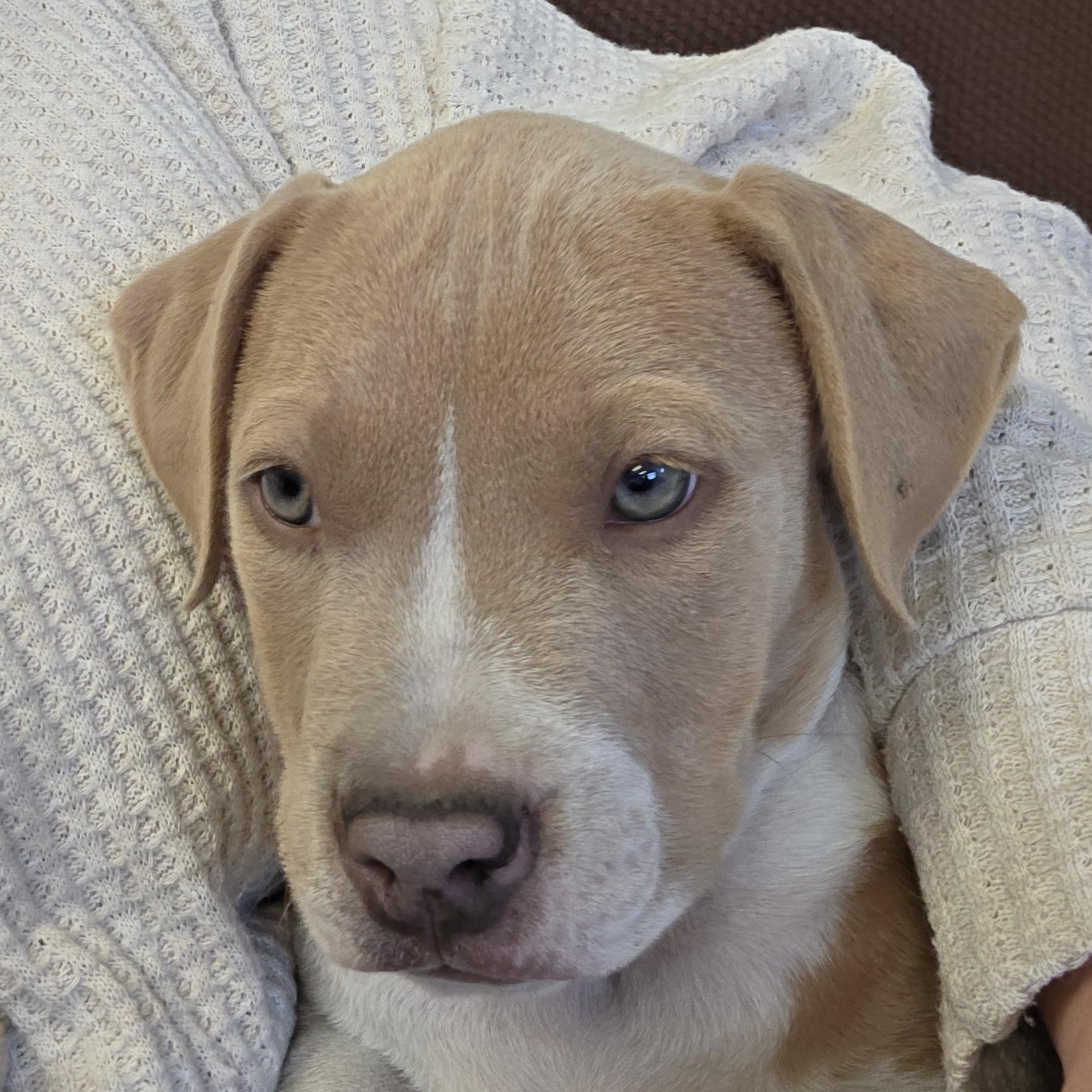 Miss, an adoptable American Bulldog in Polson, MT, 59860 | Photo Image 2