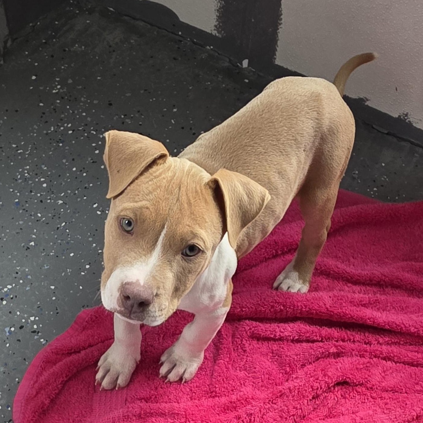 Miss, an adoptable American Bulldog in Polson, MT, 59860 | Photo Image 3