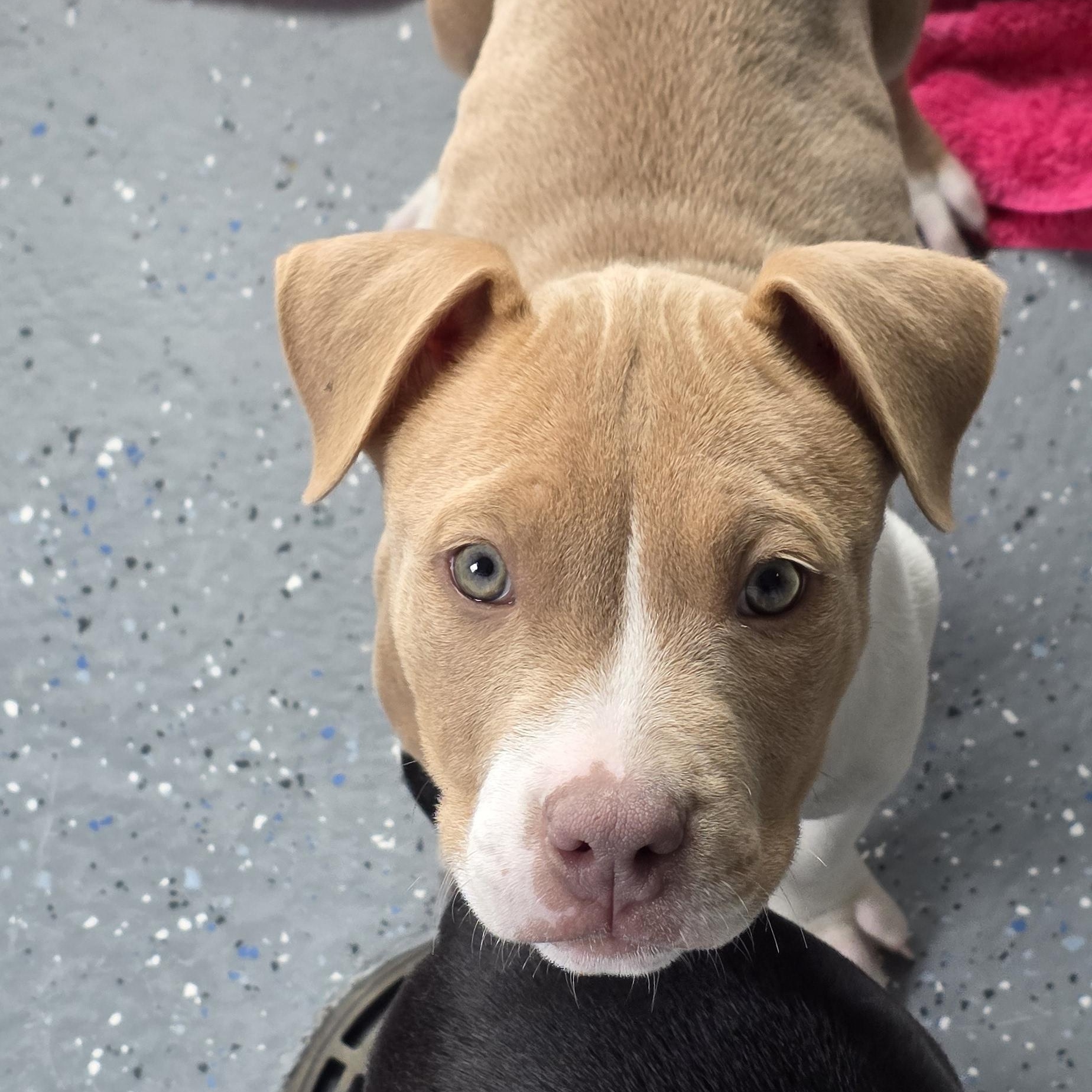 Miss, an adoptable American Bulldog in Polson, MT, 59860 | Photo Image 2