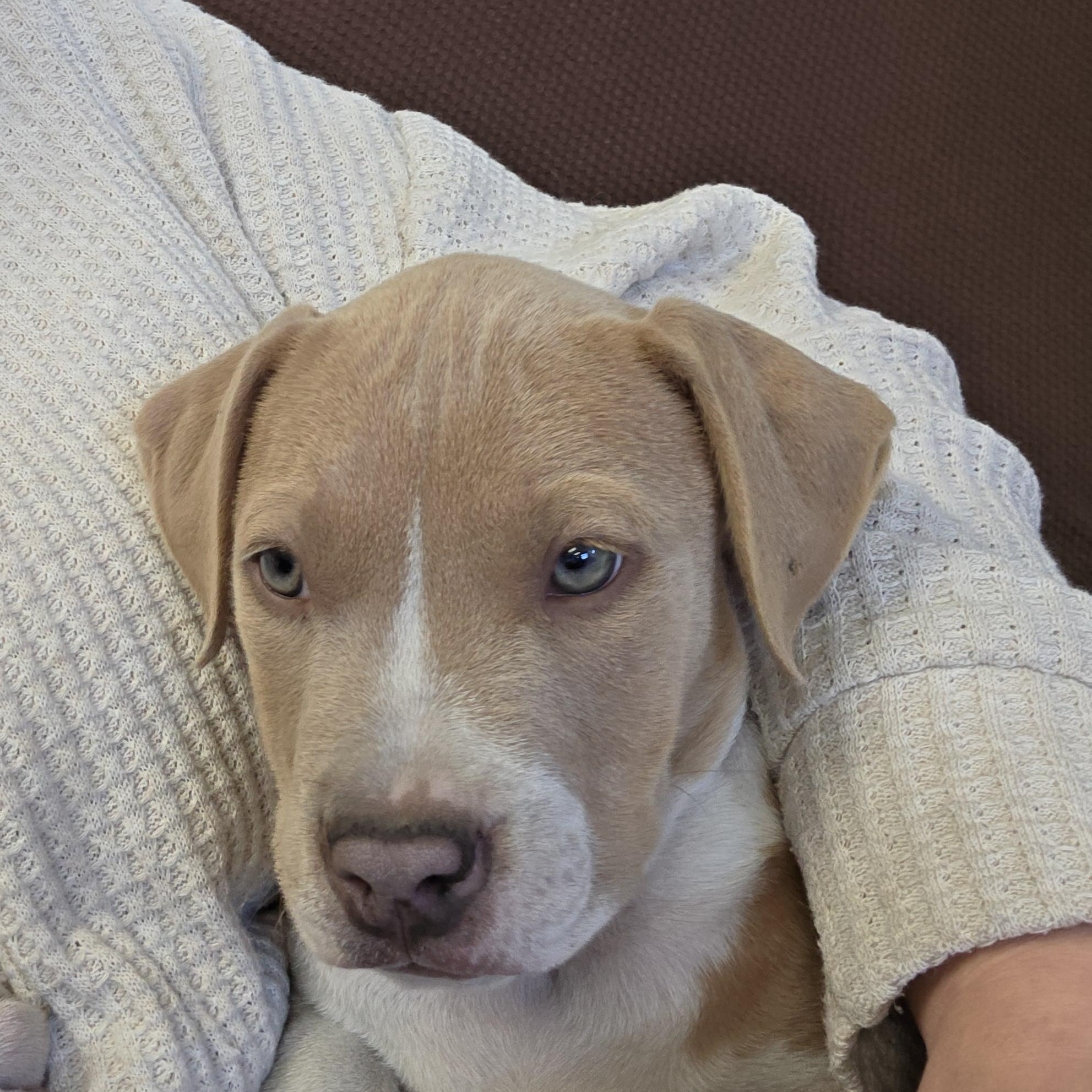 Miss, an adoptable American Bulldog in Polson, MT, 59860 | Photo Image 3