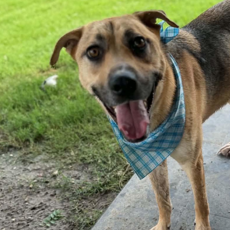 Enlarge DUKE, a Adoptable mixed breed in Kaufman, TX image 4/6