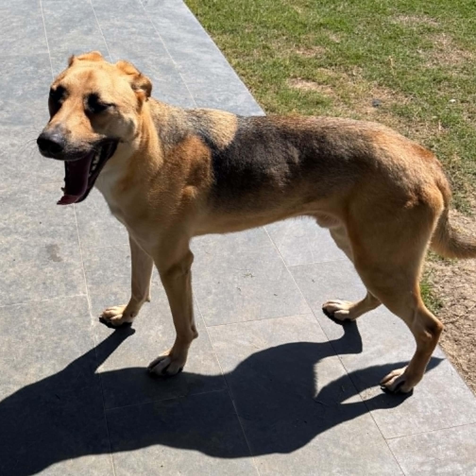 Enlarge DUKE, a Adoptable mixed breed in Kaufman, TX image 6/6