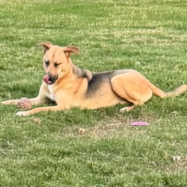Enlarge DUKE, a Adoptable mixed breed in Kaufman, TX image 5/6