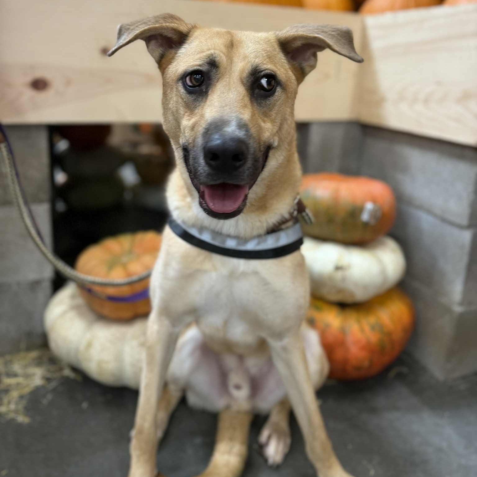Enlarge DUKE, a Adoptable mixed breed in Kaufman, TX image 2/6