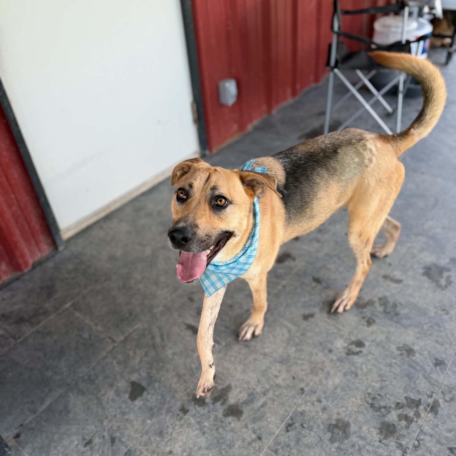 Enlarge DUKE, a Adoptable mixed breed in Kaufman, TX image 3/6