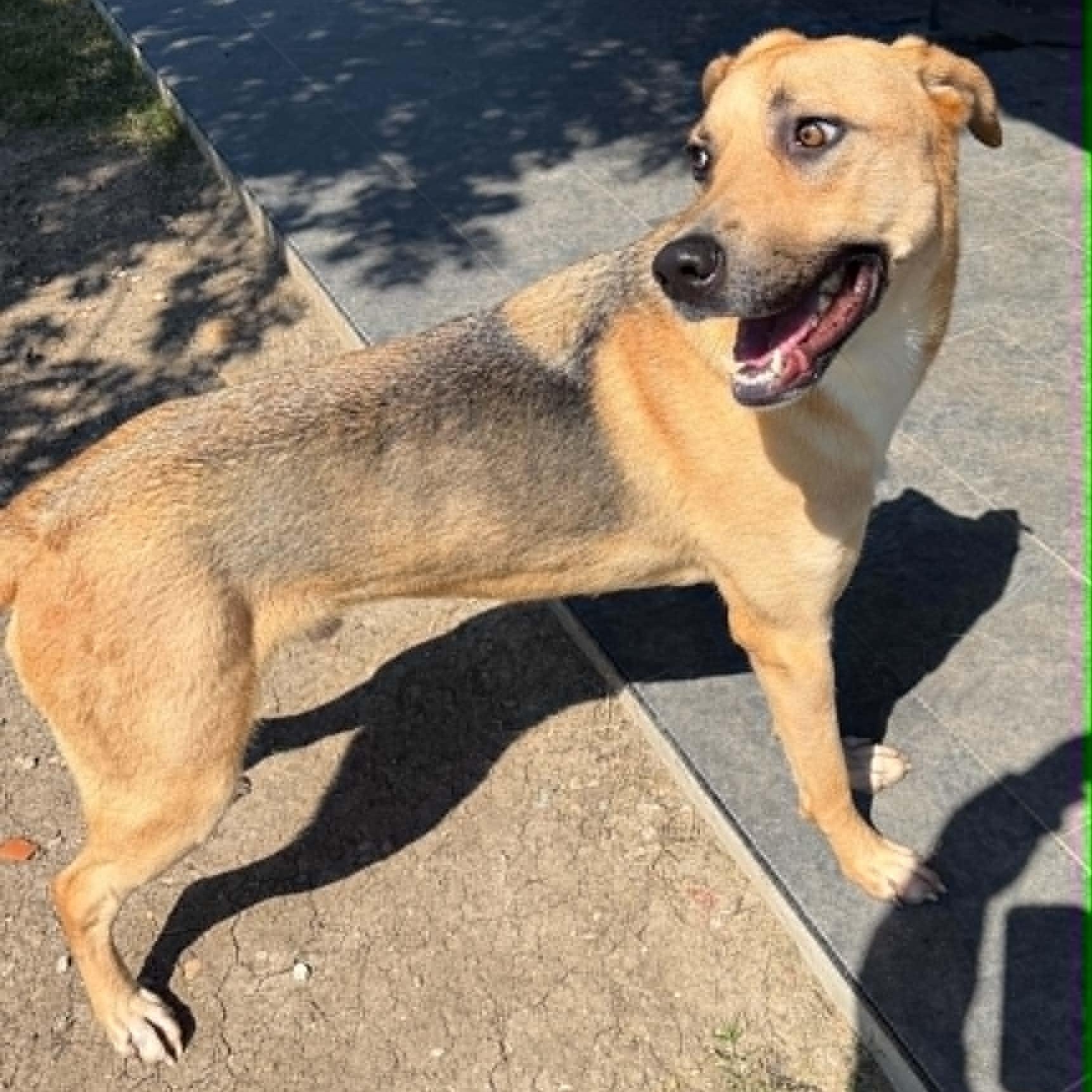 DUKE, Adoptable, Adult Male German Shepherd Dog & Labrador Retriever.