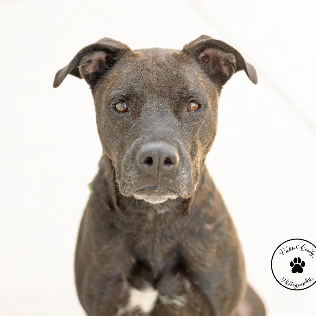 Molly Mae, Adoptable, Adult Female Black Labrador Retriever & Terrier.
