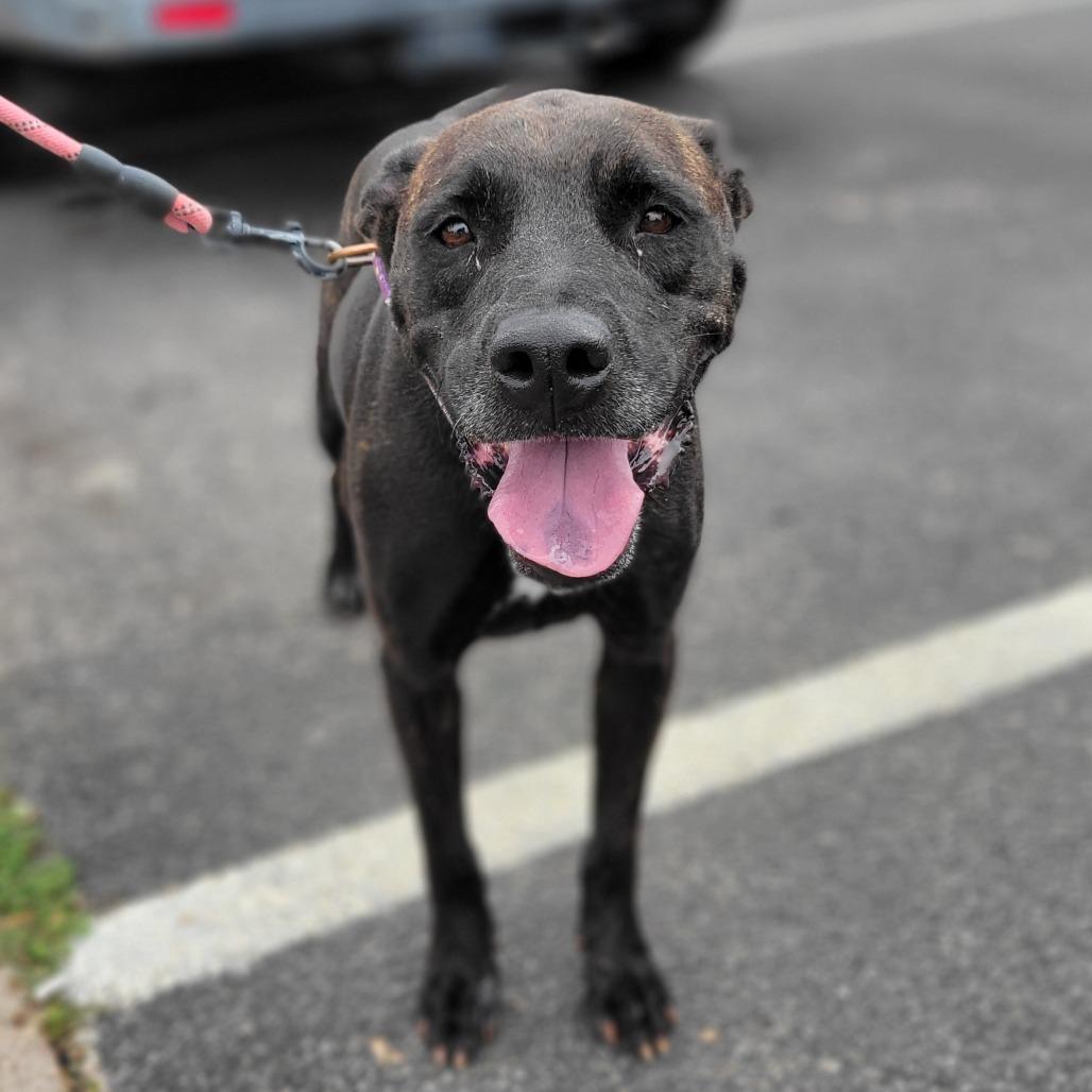 Molly Mae, a Adoptable mixed breed in Abilene, TX image 2/6