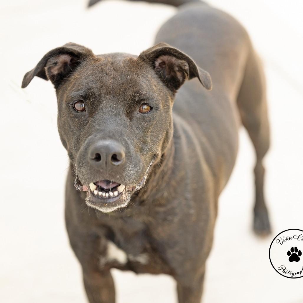 Molly Mae, a Adoptable mixed breed in Abilene, TX image 3/6