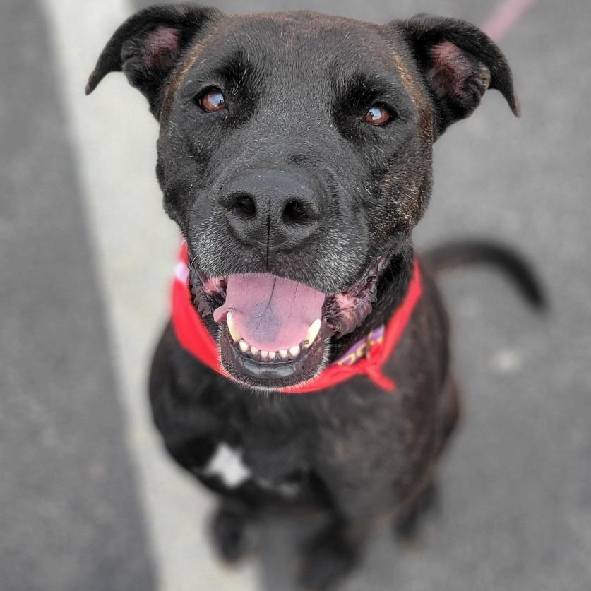 Molly Mae, a Adoptable mixed breed in Abilene, TX image 5/6