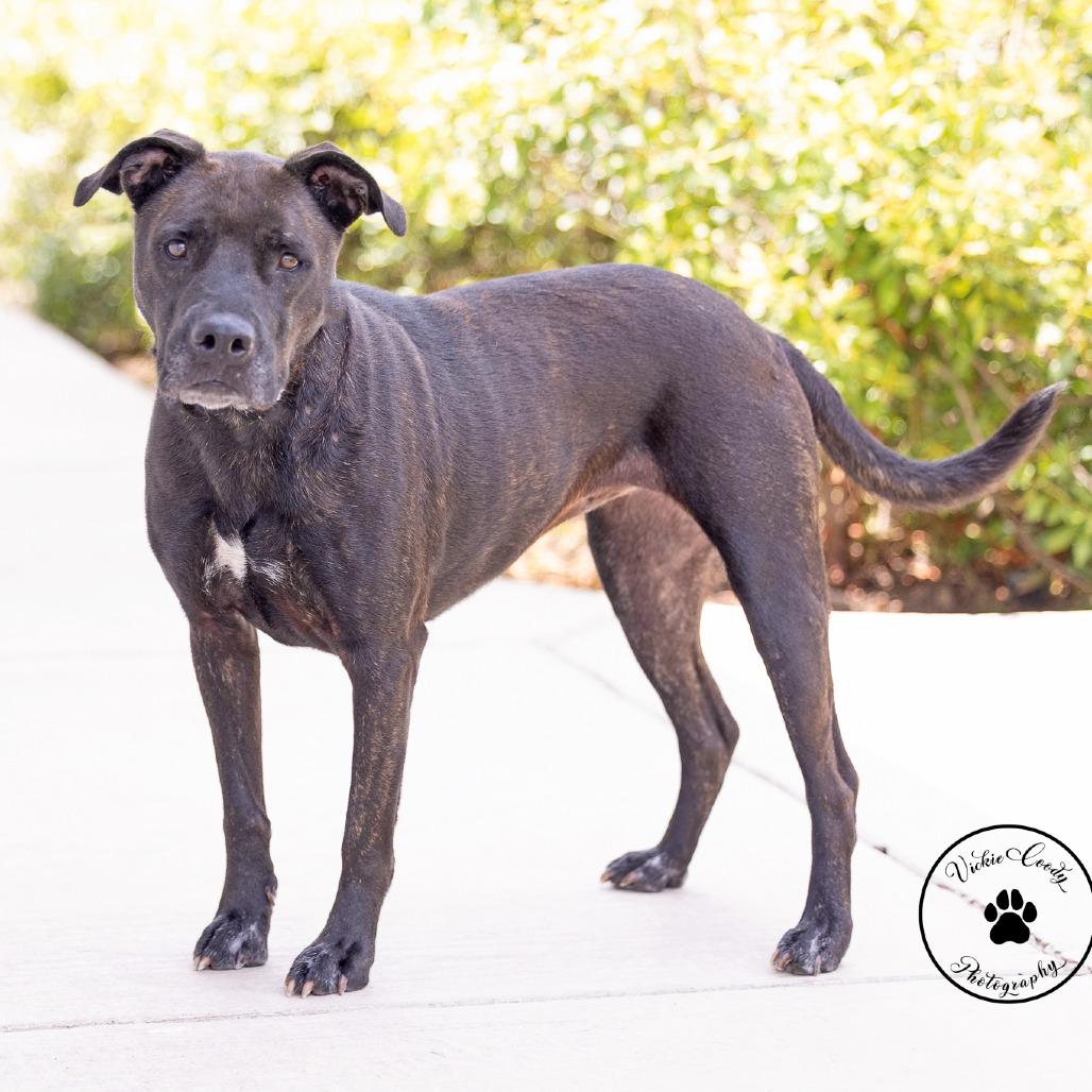 Molly Mae, a Adoptable mixed breed in Abilene, TX image 6/6