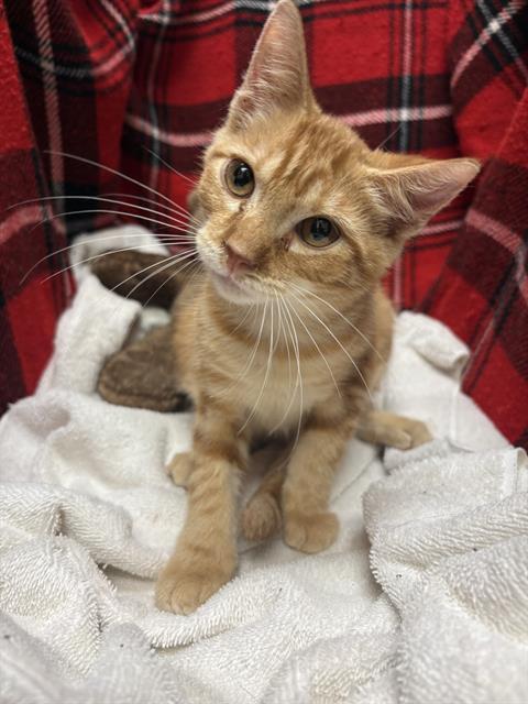 Enlarge A1254830, a Adoptable Domestic Medium Hair in Winter Haven, FL image 1/1