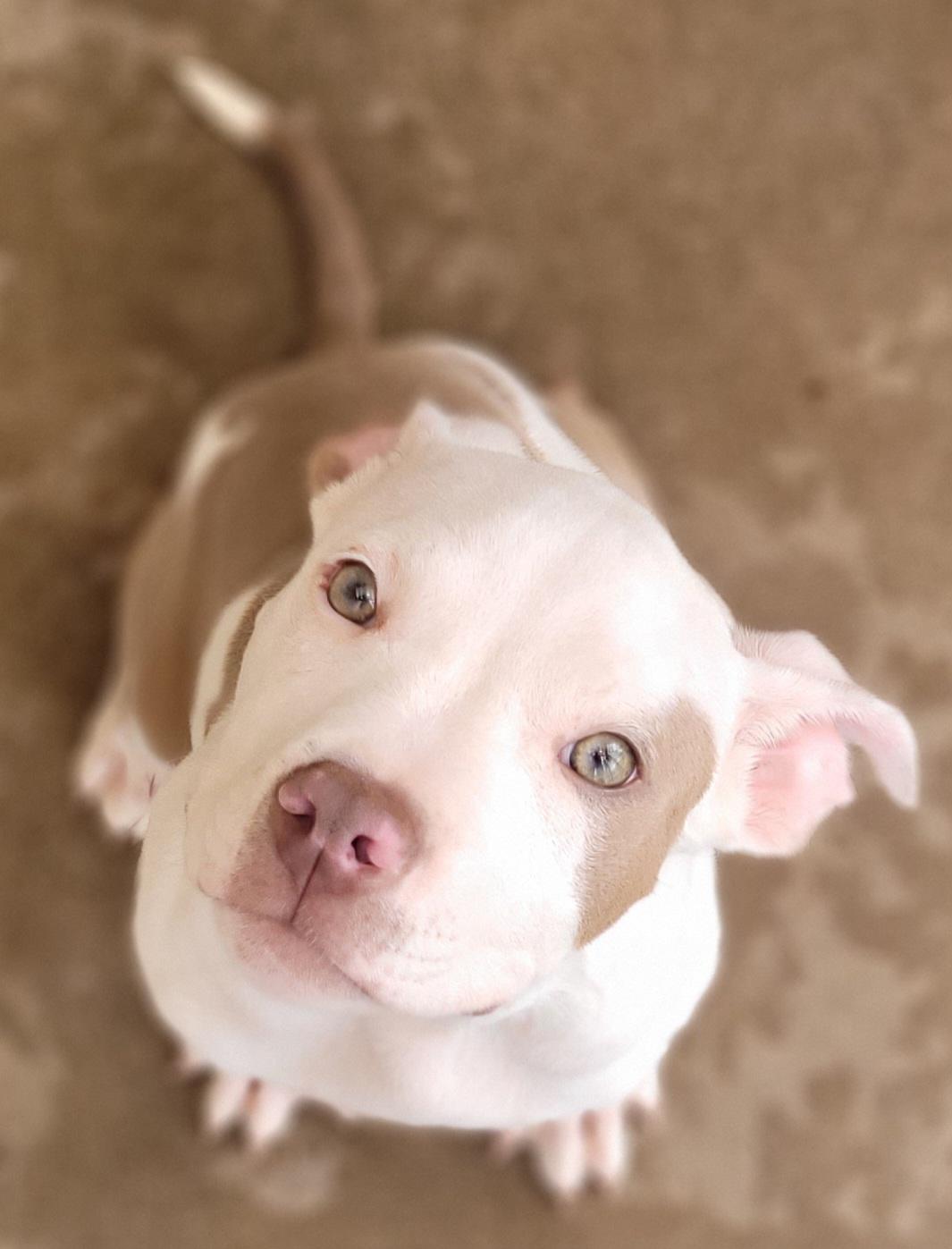 DJ Piddles, Young Male American Bully