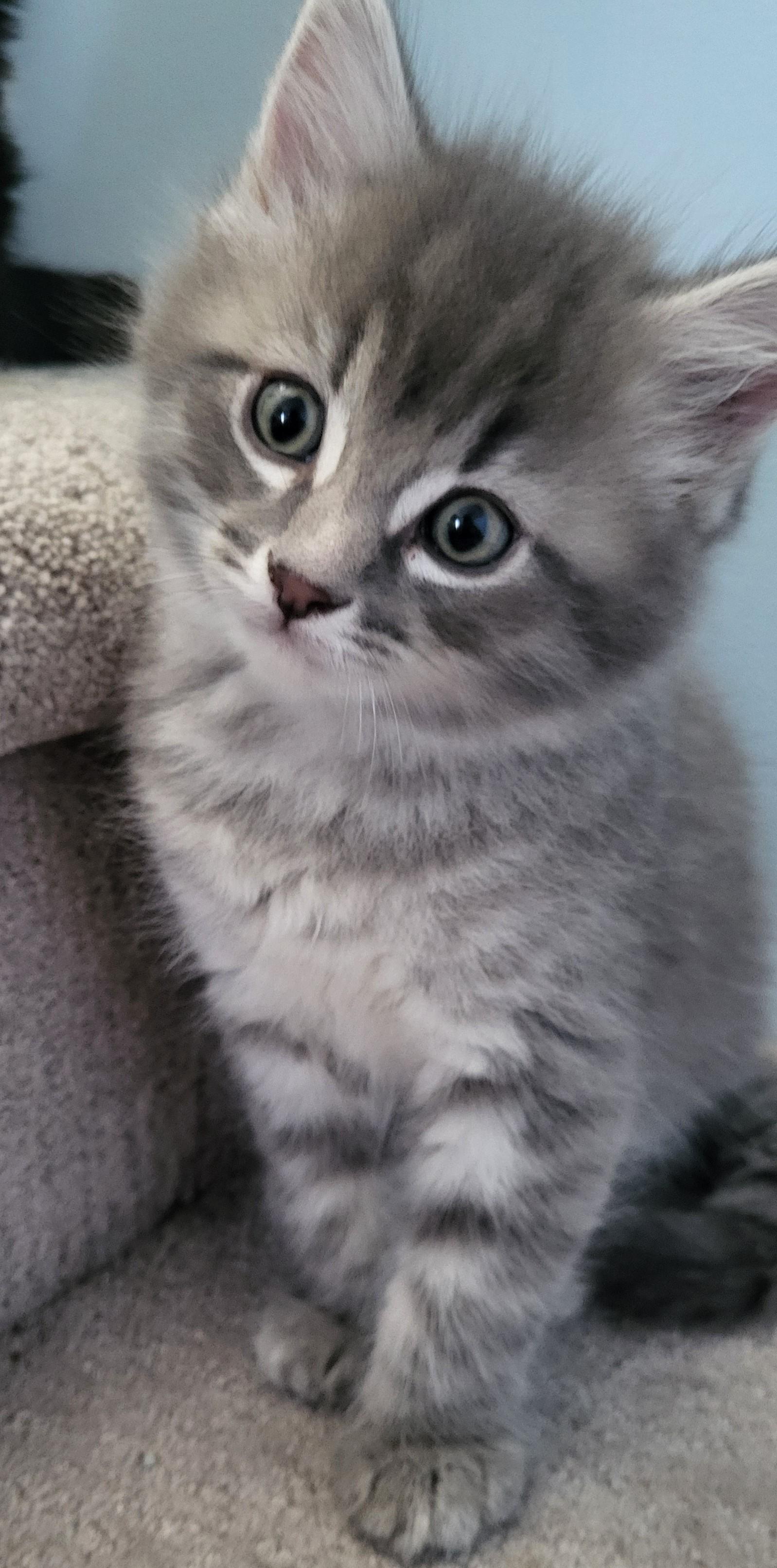Enlarge Cadfael, a Adoptable Domestic Medium Hair in Saanichton, BC image 2/4