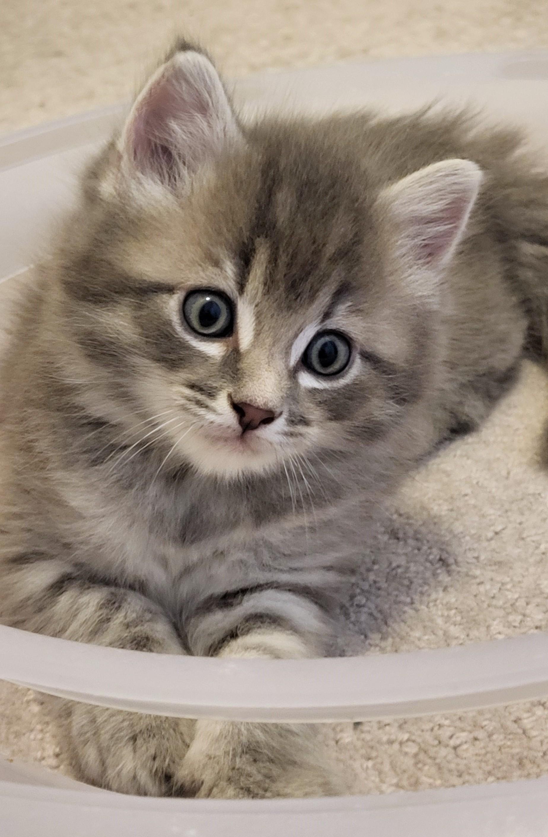 Cadfael, Adoptable, Kitten Male Domestic Medium Hair.
