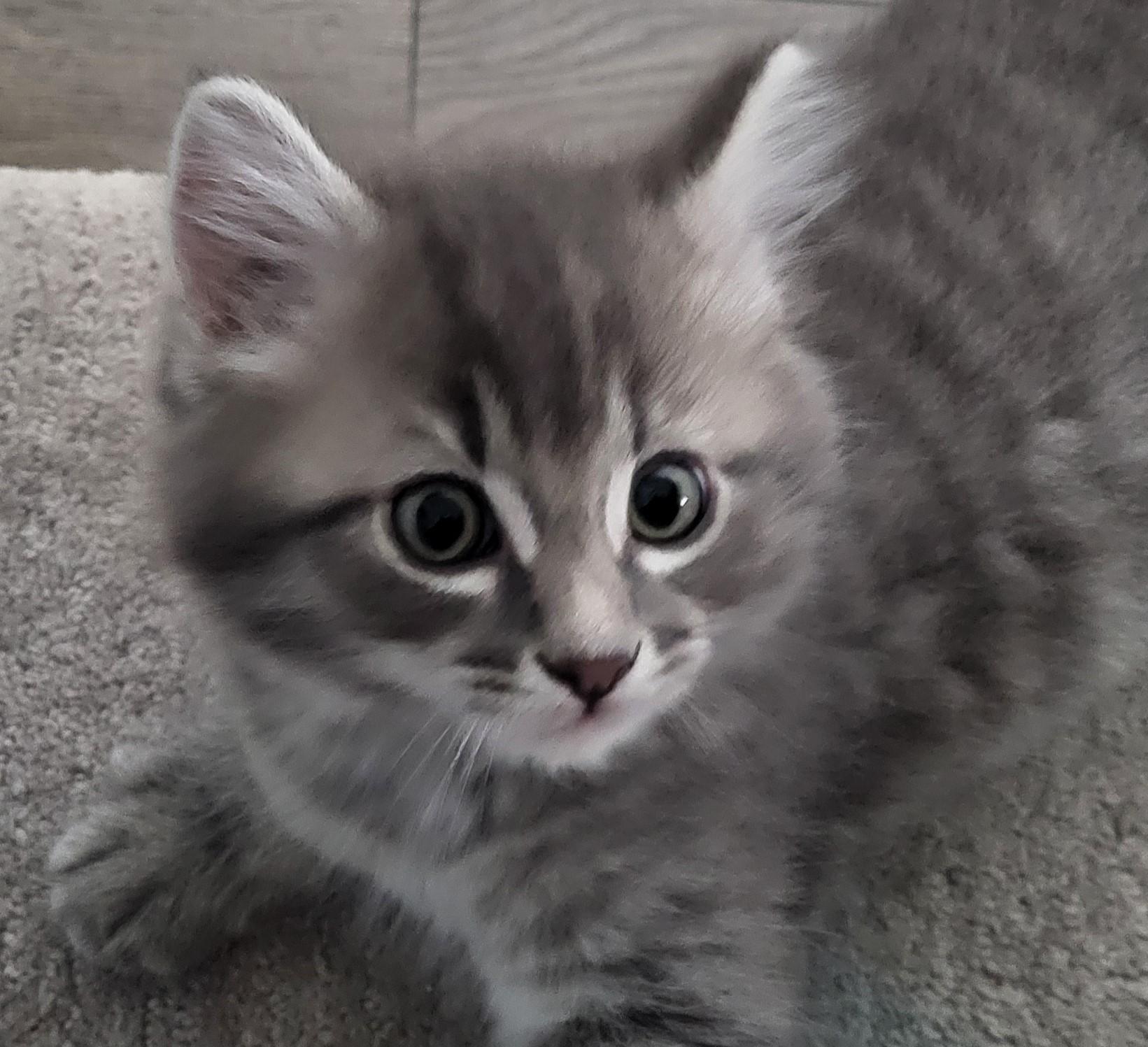 Enlarge Cadfael, a Adoptable Domestic Medium Hair in Saanichton, BC image 3/4