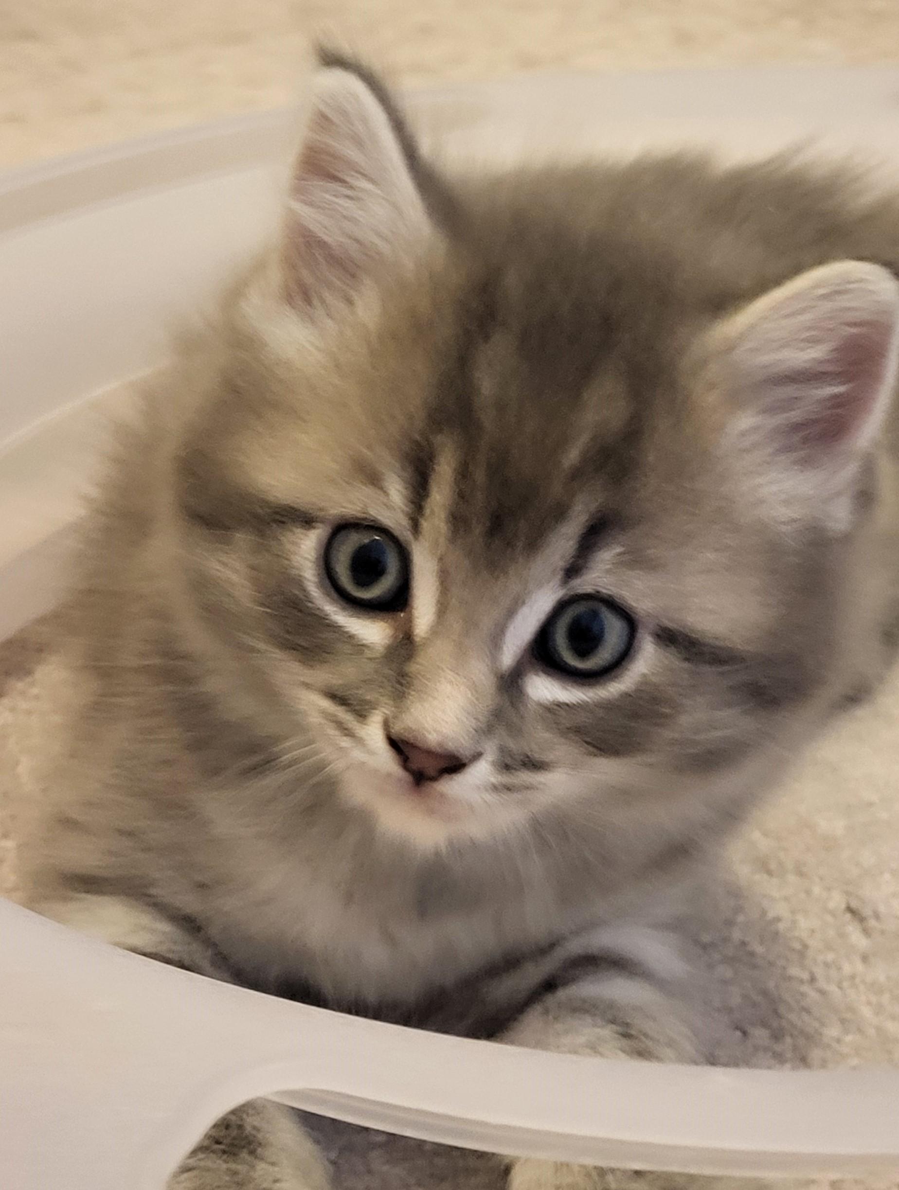 Enlarge Cadfael, a Adoptable Domestic Medium Hair in Saanichton, BC image 4/4