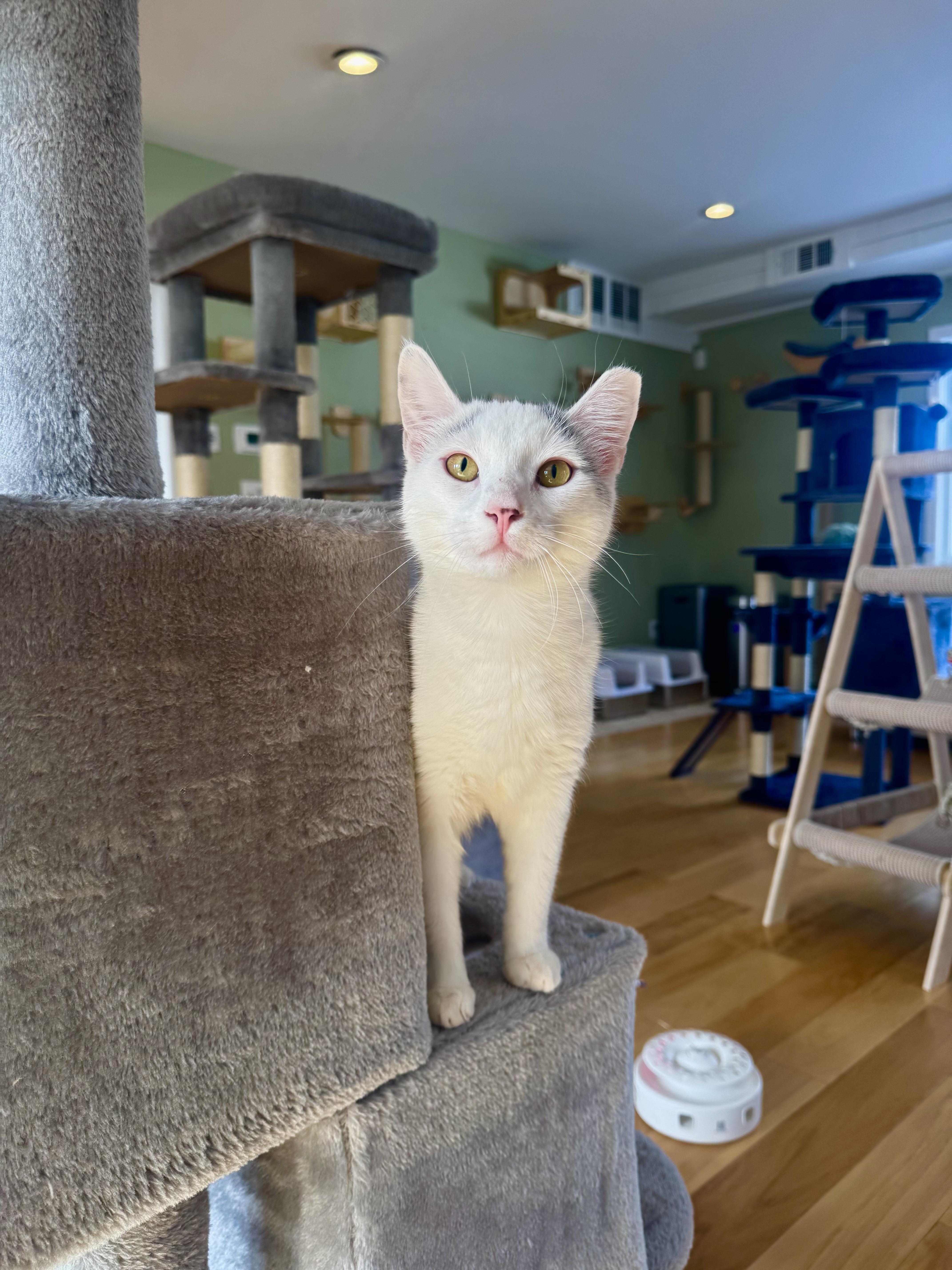 Snowball, ADOPTABLE, Young Male Domestic Short Hair.