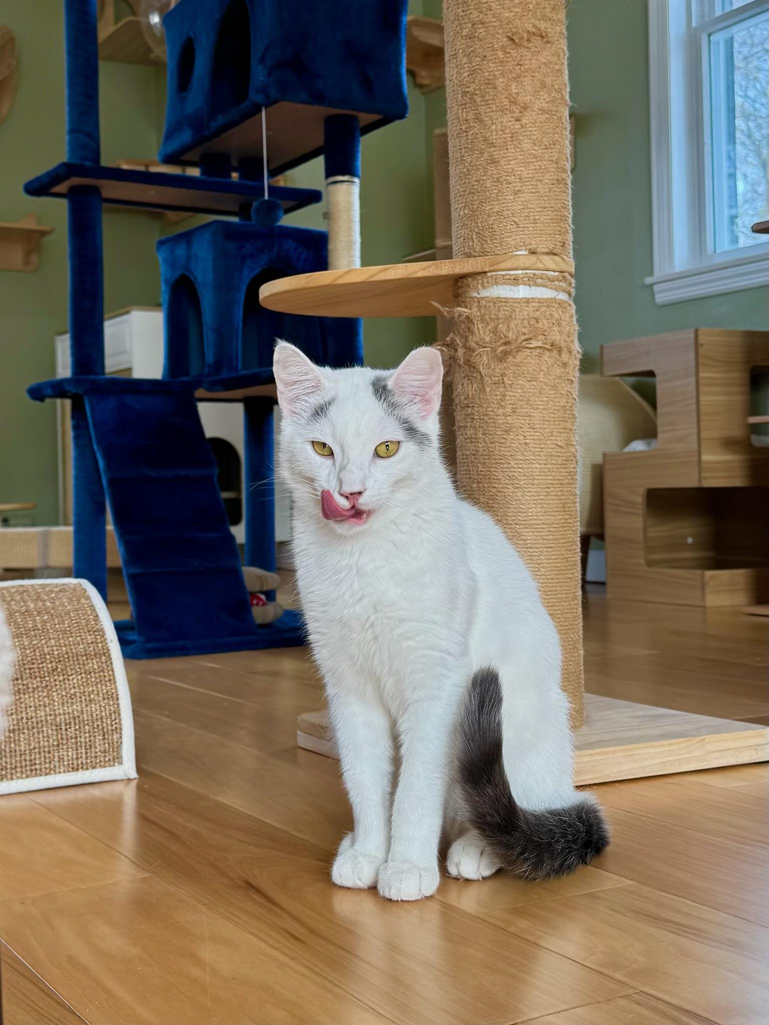 Enlarge Snowball, a ADOPTABLE Domestic Short Hair in Ramsey, NJ image 5/5