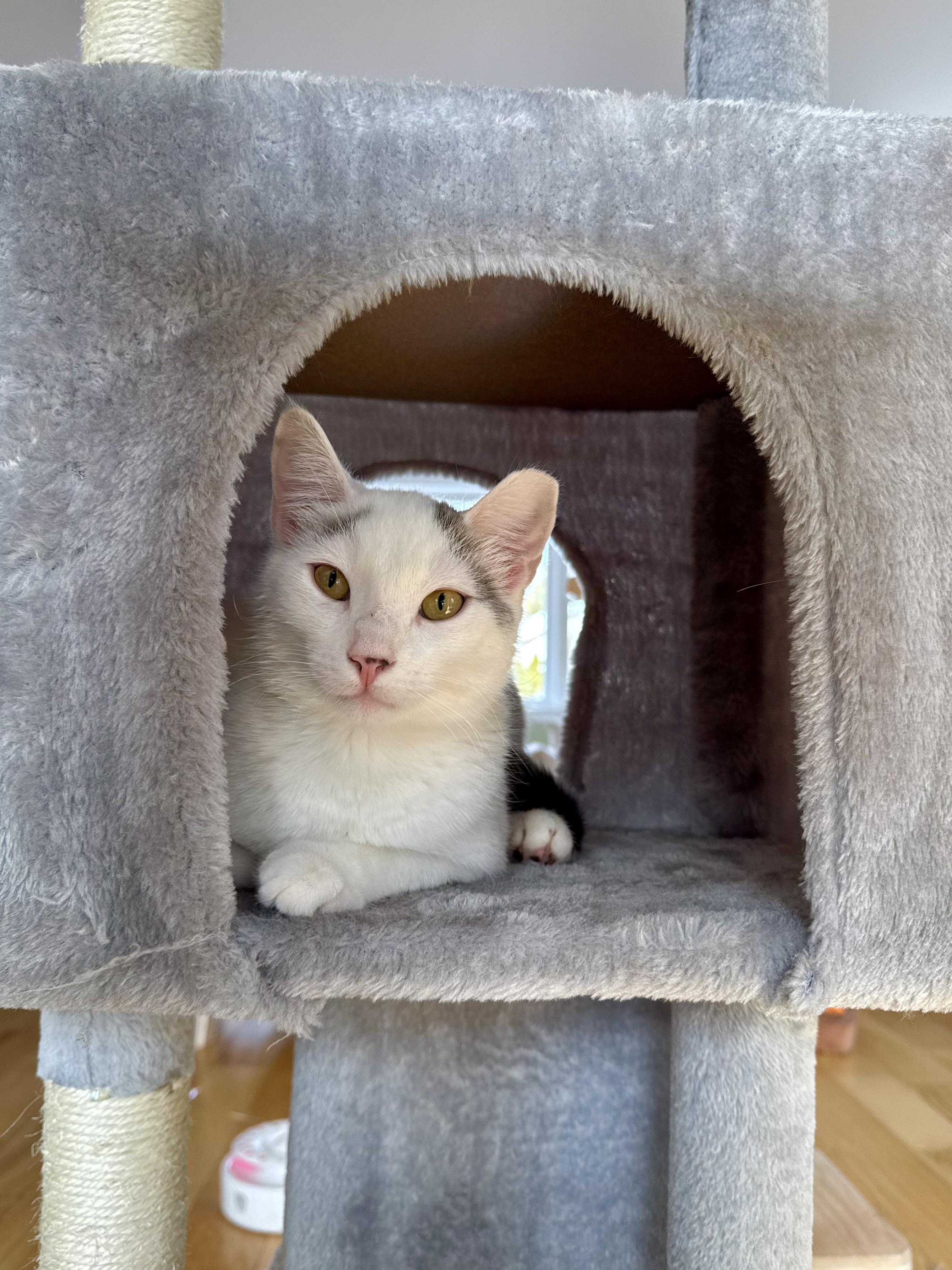 Enlarge Snowball, a ADOPTABLE Domestic Short Hair in Ramsey, NJ image 4/5