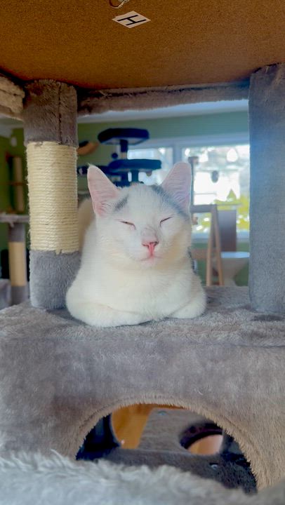 Enlarge Snowball, a ADOPTABLE Domestic Short Hair in Ramsey, NJ video 3/5