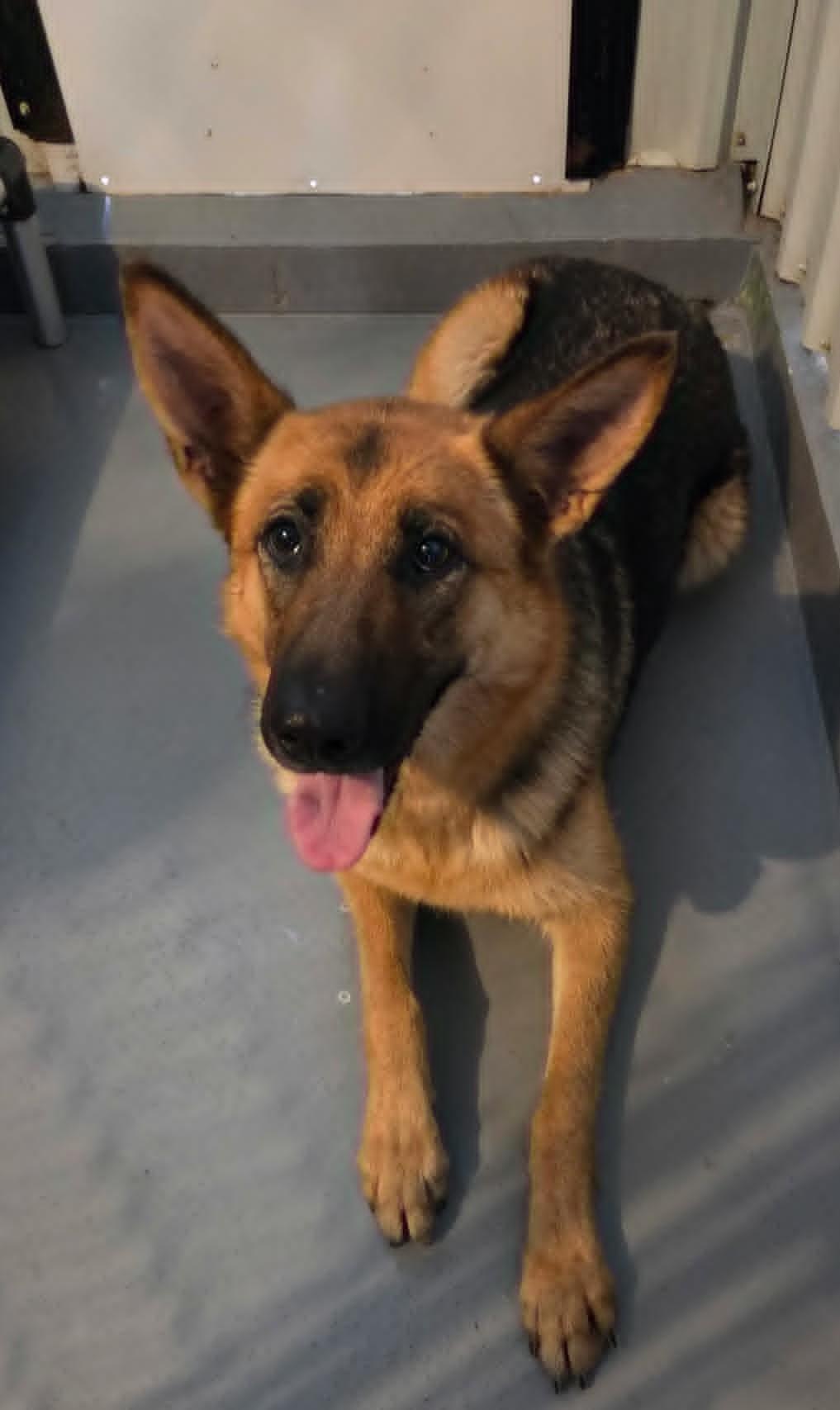 Belle, Adoptable, Young Female German Shepherd Dog.