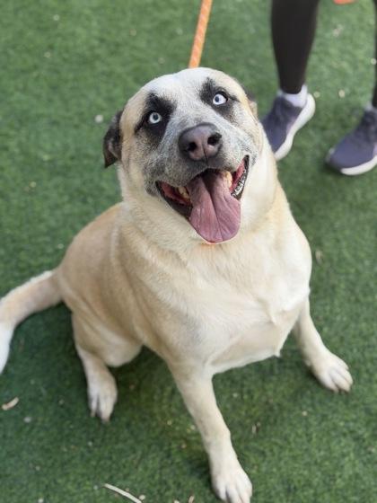 LUCA, Adoptable, Adult Male German Shepherd Dog & Mixed Breed.