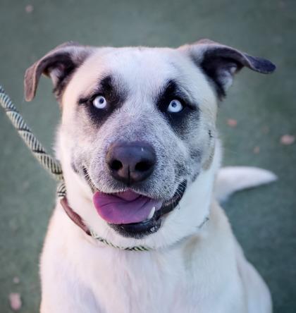 Enlarge LUCA, a Adoptable mixed breed in El Paso, TX image 3/3