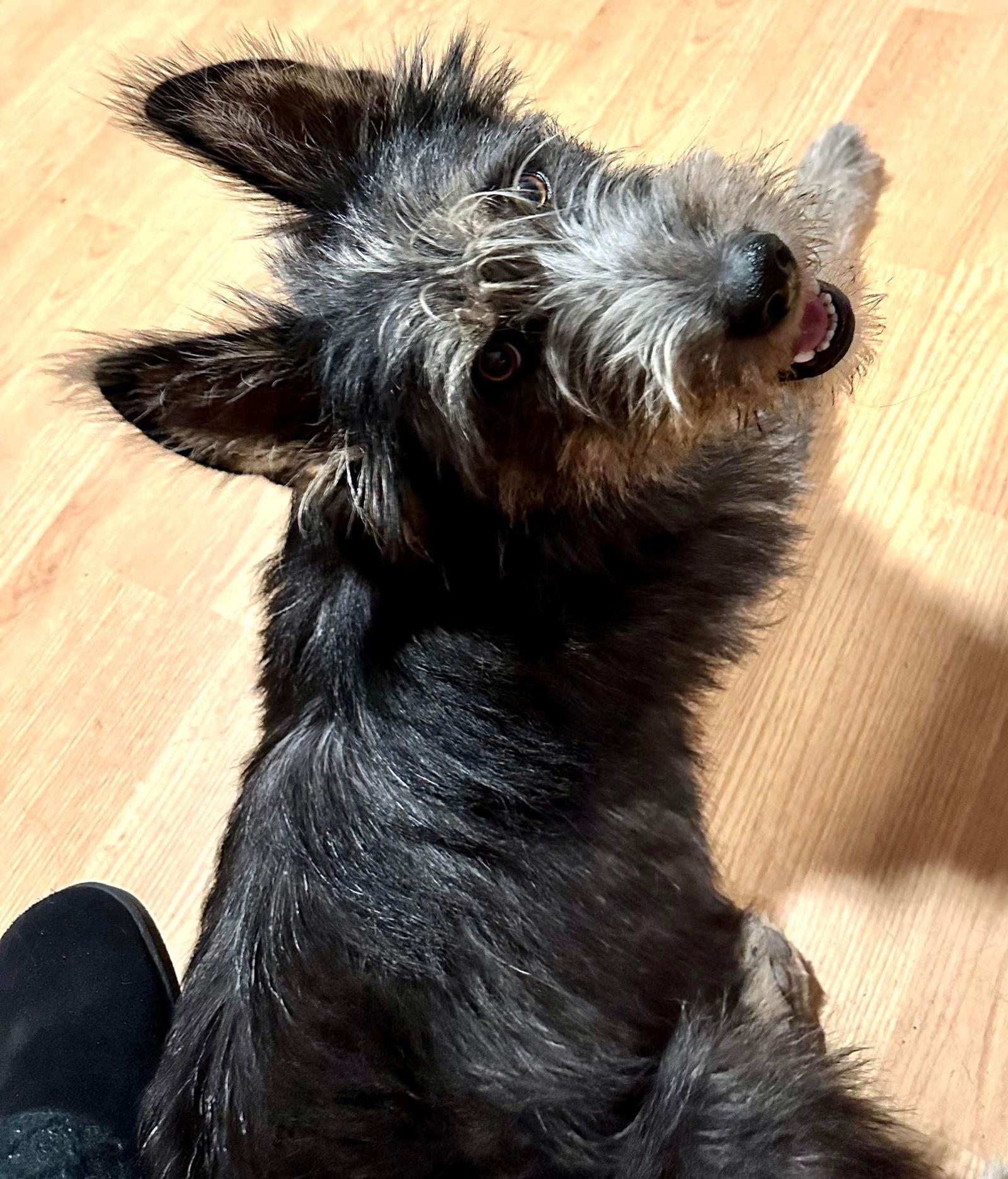 Enlarge WinnDixie, a Adopted Schnauzer in Orange, CA image 2/3