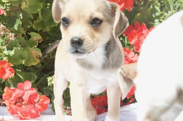 Enlarge Wolfie, a ADOPTABLE mixed breed in Bakersfield, CA image 4/5