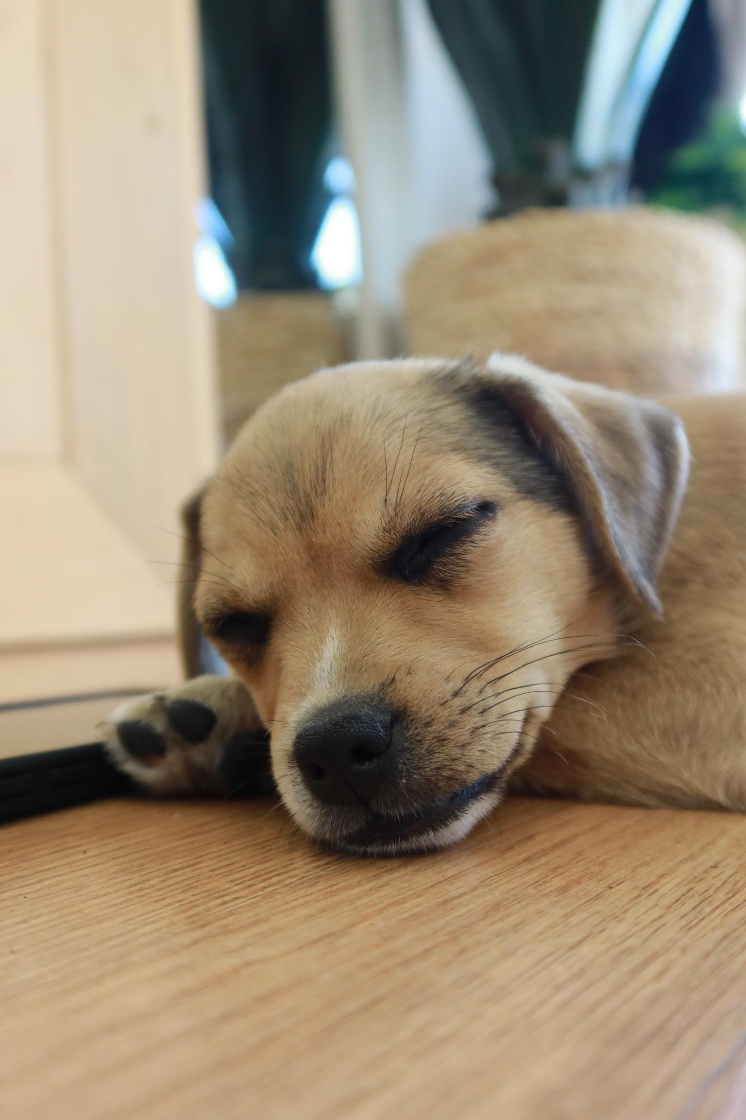 Enlarge Wolfie, a ADOPTABLE mixed breed in Bakersfield, CA image 5/5