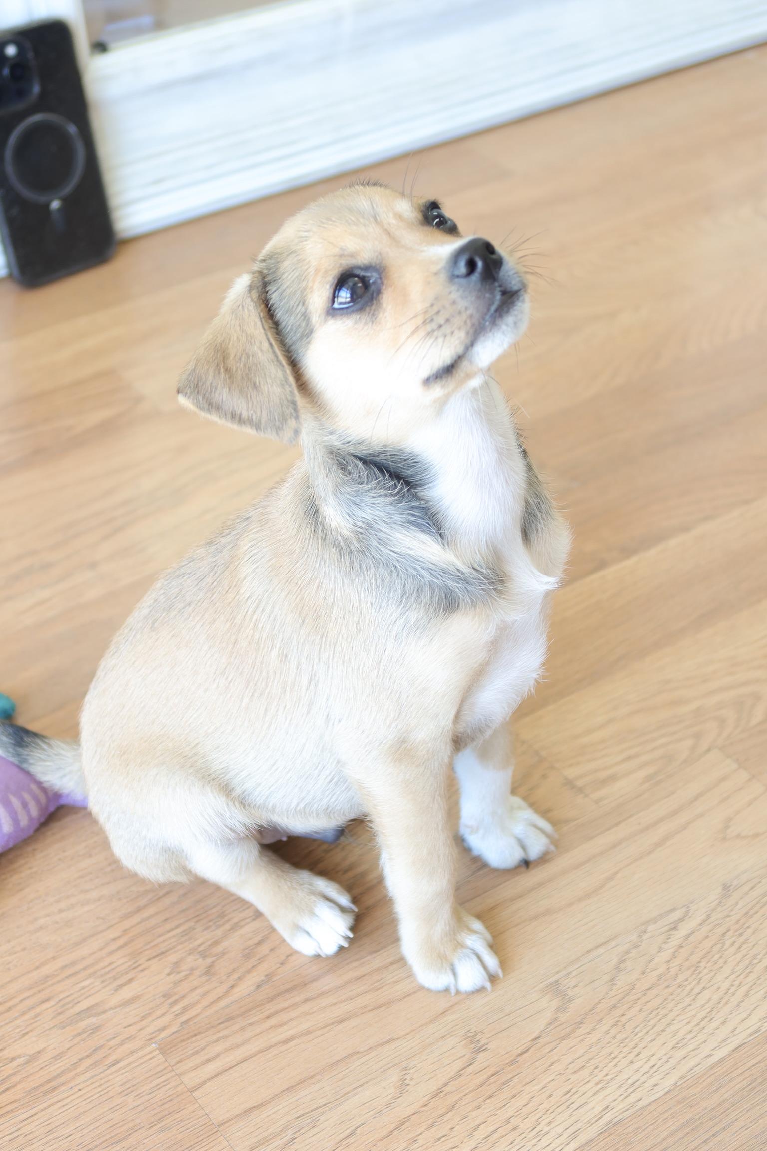 Enlarge Wolfie, a ADOPTABLE mixed breed in Bakersfield, CA image 1/5