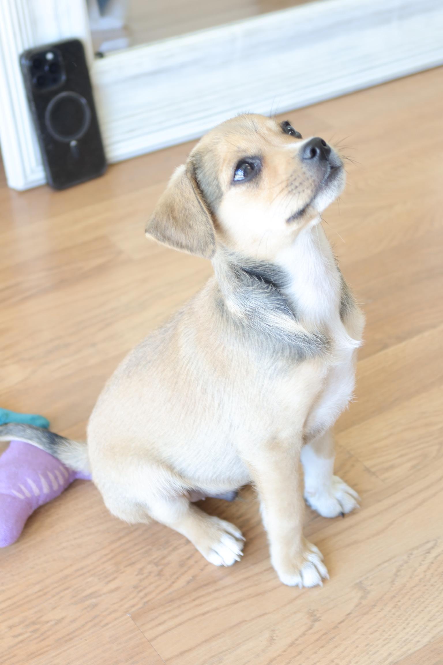Enlarge Wolfie, a ADOPTABLE mixed breed in Bakersfield, CA image 3/5