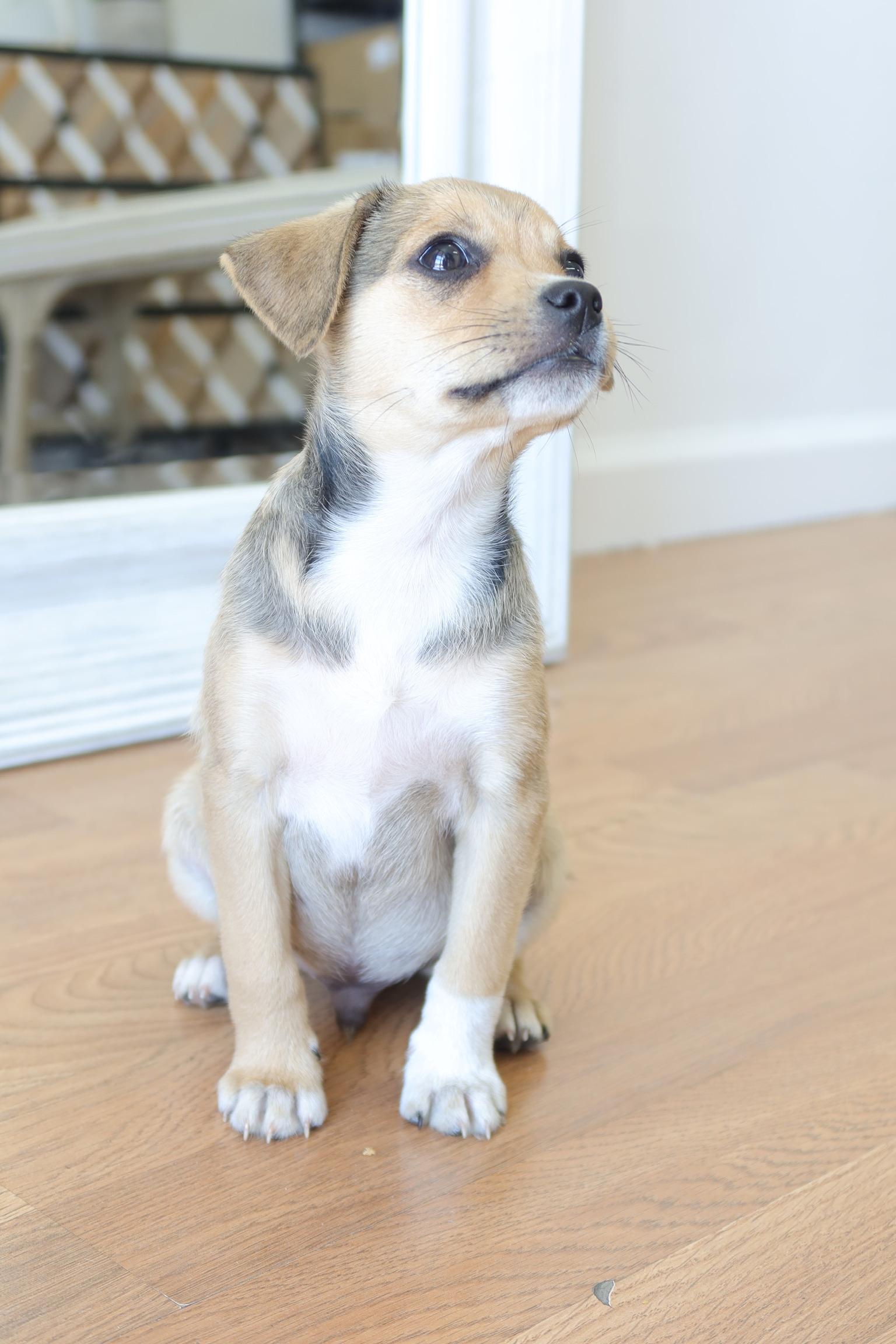 Enlarge Wolfie, a ADOPTABLE mixed breed in Bakersfield, CA image 2/5