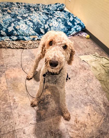 Elmer, adopted, Young Male Standard Poodle.