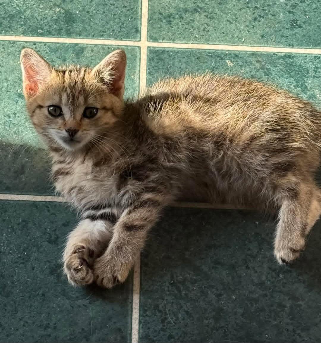 Piper, Adoptable, Young Female Domestic Short Hair.