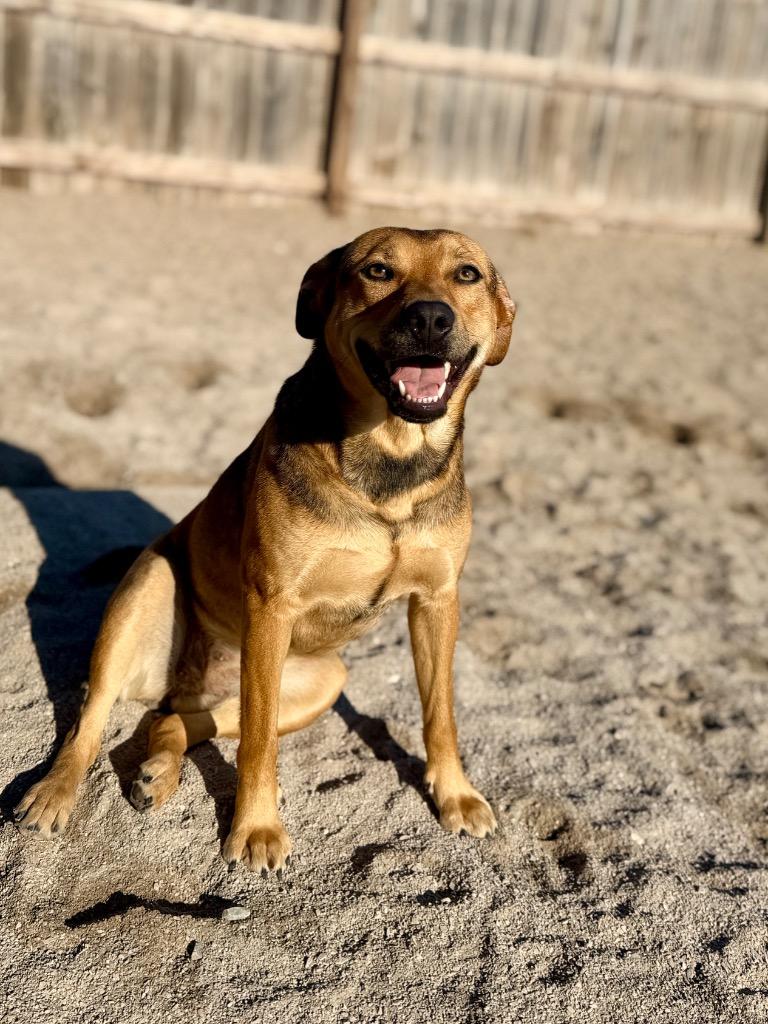 Enlarge Finley, a Adoptable mixed breed in Muskegon, MI image 1/4