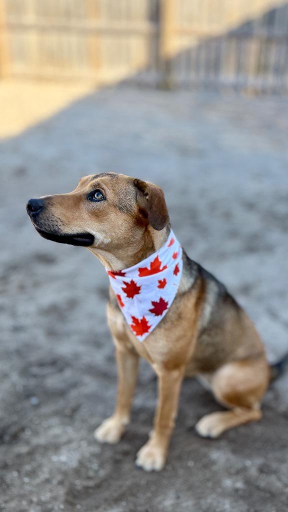 Enlarge Finley, a Adoptable mixed breed in Muskegon, MI image 1/3