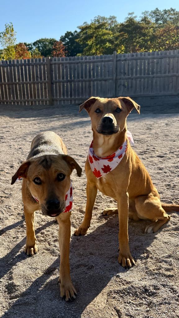 Enlarge Finley, a Adoptable mixed breed in Muskegon, MI image 3/3