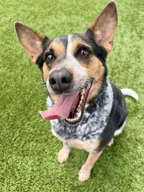 DIXIE, Adoptable, Adult Female Australian Cattle Dog / Blue Heeler.
